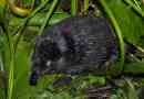 Muskrat
